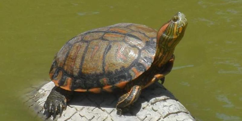 Tortuga Pintada