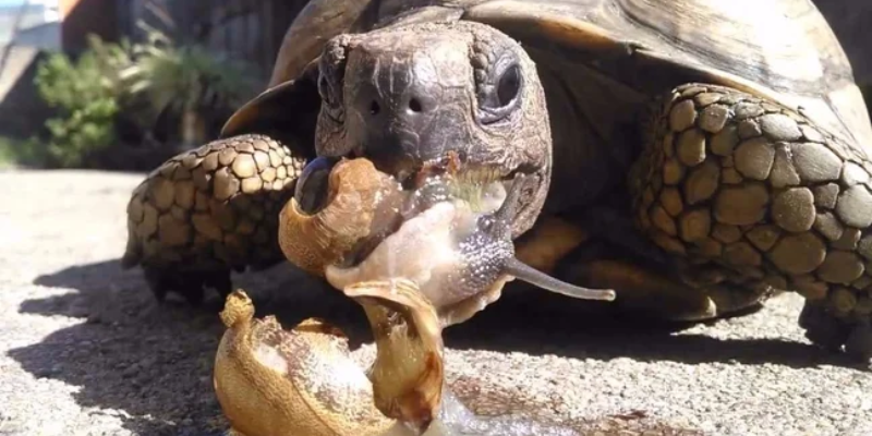 ¿Pueden las tortugas comer caracoles