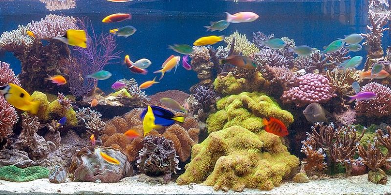 ¿Qué son las algas blancas del acuario